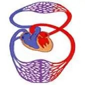 Free play online Modeling of Hemodynamics APK