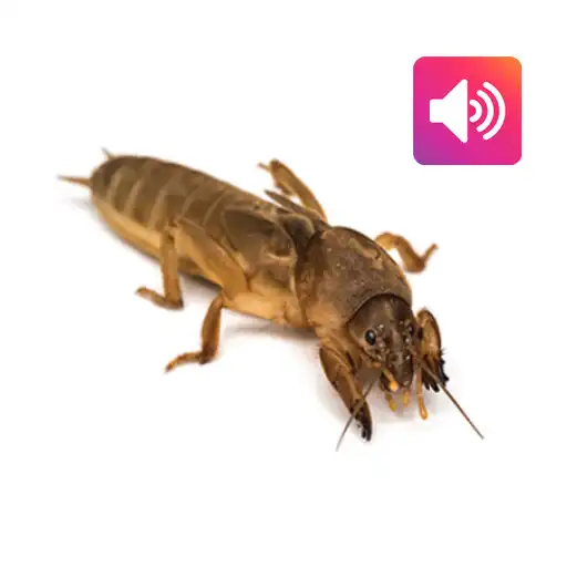 Play Mole cricket: Sound,Ringtone APK