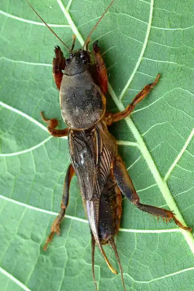 Play Mole cricket Sound  and enjoy Mole cricket Sound with UptoPlay