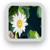 Free play online Monet Wallpapers APK