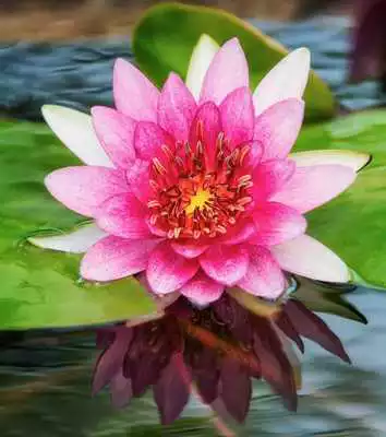 Play Monet Wallpapers
