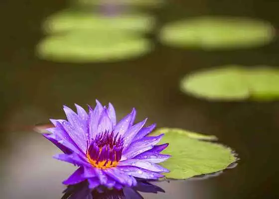 Play Monet Wallpapers