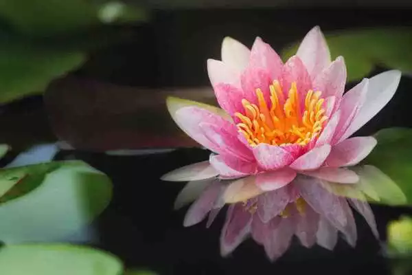 Play Monet Wallpapers