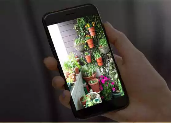 Play money plant decoration ideas