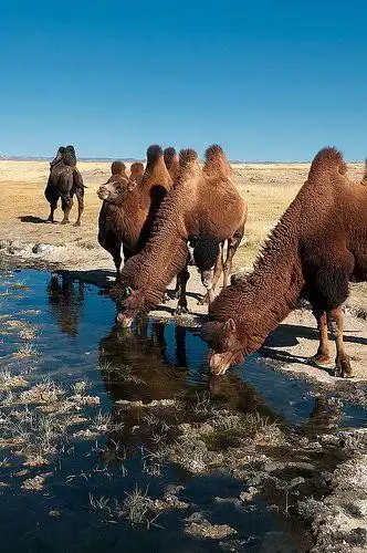 Play Mongolia Wallpaper HD as an online game Mongolia Wallpaper HD with UptoPlay