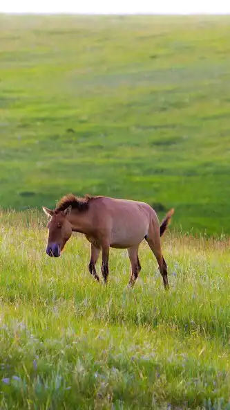 Play Mongolia Wallpaper  and enjoy Mongolia Wallpaper with UptoPlay