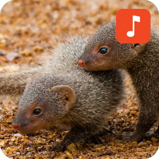 Run free android online Mongoose Calls APK