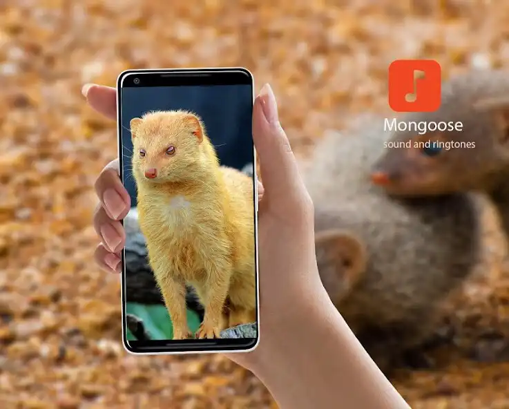 Play APK Mongoose Calls  and enjoy Mongoose Calls with UptoPlay mongoose_sounds.manitdev.info