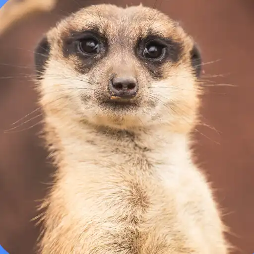 Play Mongoose Sounds 2022 APK