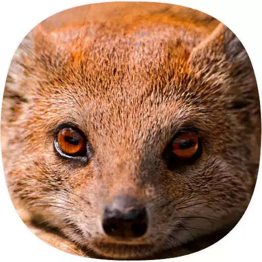 Play Mongoose Sounds APK Play Mongoose Sounds APK