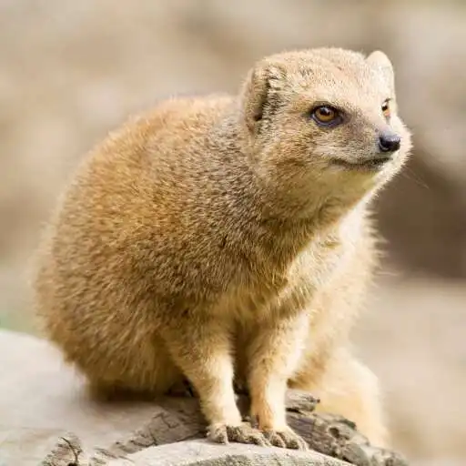 Play Mongoose Wallpaper APK