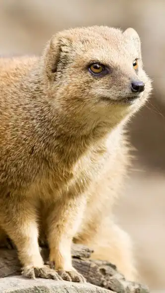 Play Mongoose Wallpaper and enjoy Mongoose Wallpaper with UptoPlay Play Mongoose Wallpaper and enjoy Mongoose Wallpaper with UptoPlay