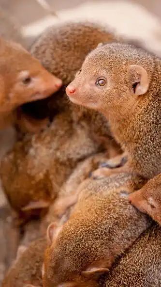 Play Mongoose Wallpaper as an online game online Mongoose Wallpaper with UptoPlay Play Mongoose Wallpaper as an online game Mongoose Wallpaper with UptoPlay