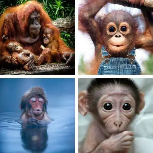 Play Monkey HD Wallpapers APK