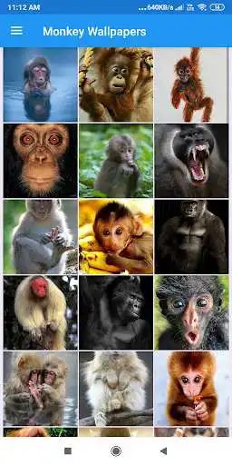 Play Monkey HD Wallpapers  and enjoy Monkey HD Wallpapers with UptoPlay