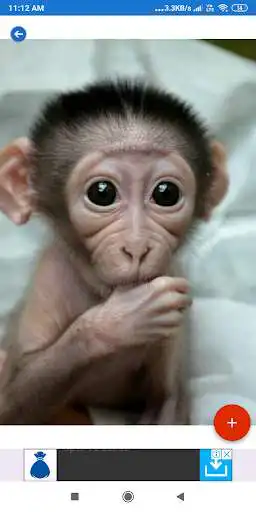 Play Monkey HD Wallpapers as an online game Monkey HD Wallpapers with UptoPlay