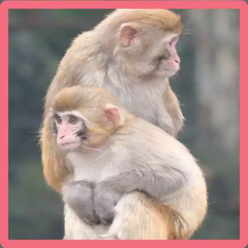 Free play online Monkey Memory Game APK