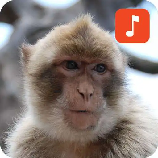 Play Monkey Sound Effects APK
