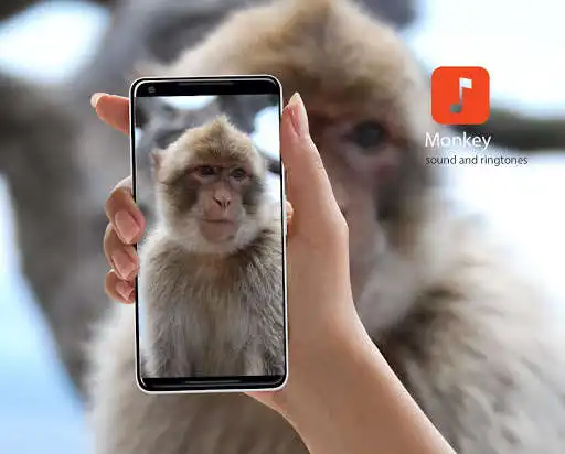 Play Monkey Sound Effects  and enjoy Monkey Sound Effects with UptoPlay