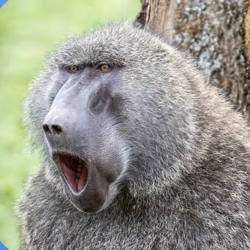 Play Monkey Sounds 2022 APK