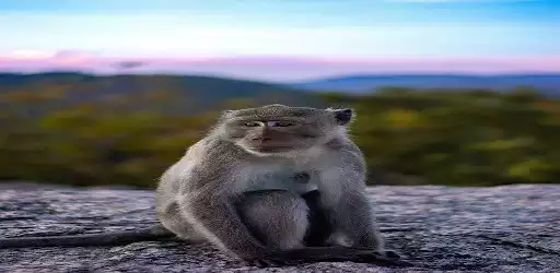 Play Monkey Sounds  and enjoy Monkey Sounds with UptoPlay