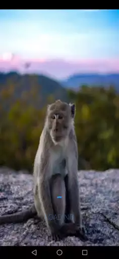Play Monkey Sounds as an online game Monkey Sounds with UptoPlay
