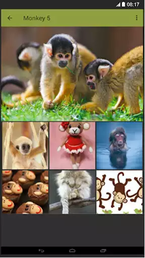 Play Monkey Wallpaper  and enjoy Monkey Wallpaper with UptoPlay