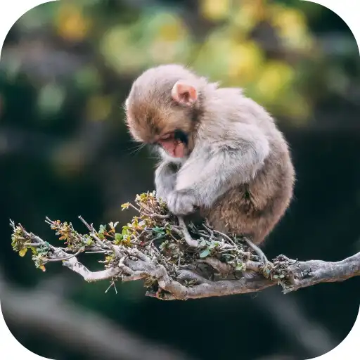 Play Monkey Wallpapers - Cute APK