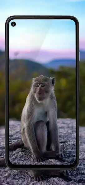 Play Monkey Wallpapers - Cute  and enjoy Monkey Wallpapers - Cute with UptoPlay