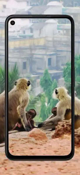 Play Monkey Wallpapers - Cute as an online game Monkey Wallpapers - Cute with UptoPlay