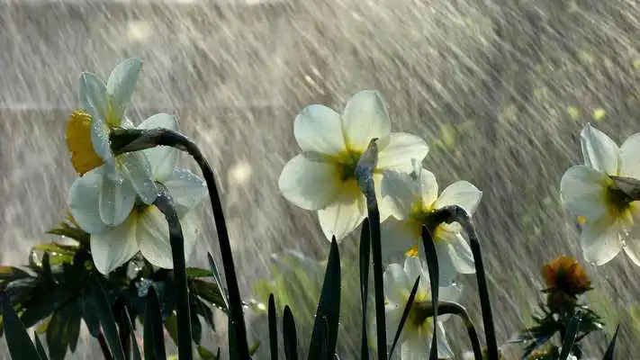 Play Monsoon Wallpapers