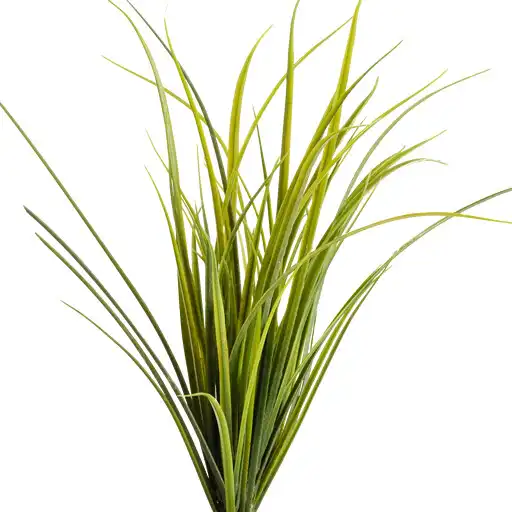 Play Montana Grasses APK
