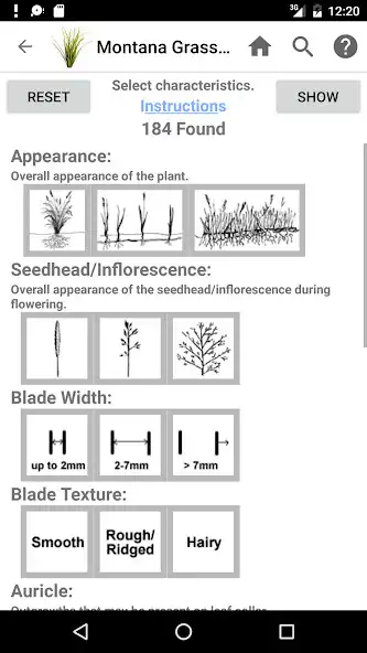 Play Montana Grasses as an online game Montana Grasses with UptoPlay
