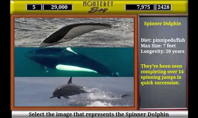 Play Monterey Bay Sea Life