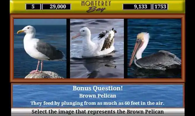 Play Monterey Bay Sea Life