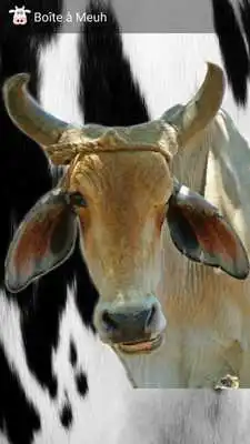 Play Moo Box