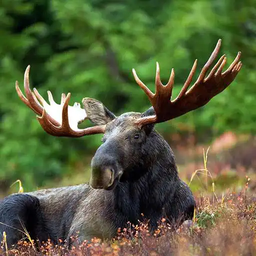 Play Moose Calls APK Play Moose Calls APK