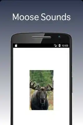 Play MOOSE