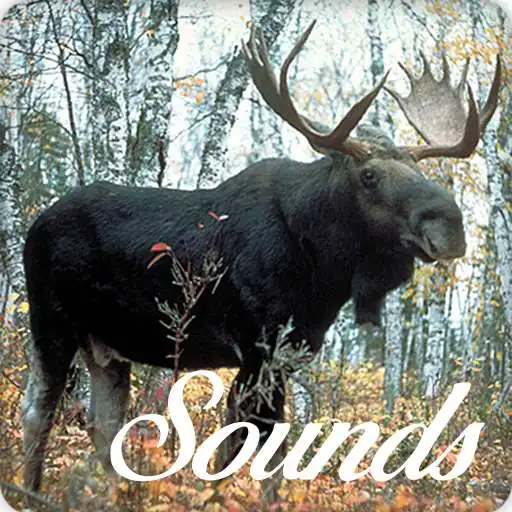 Play Moose Sounds and Ringtone Audio APK