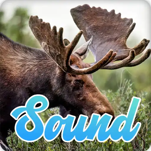 Play Moose Sounds Effect APK