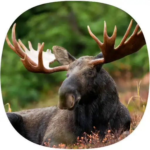 Play Moose Sounds APK Play Moose Sounds APK