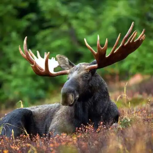 Play Moose Wallpaper APK