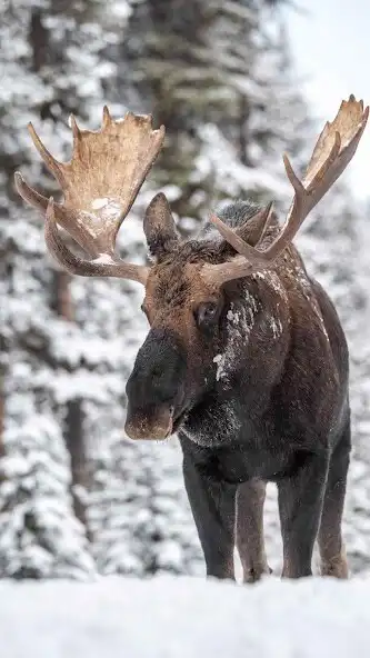 Play Moose Wallpaper as an online game online Moose Wallpaper with UptoPlay Play Moose Wallpaper as an online game Moose Wallpaper with UptoPlay