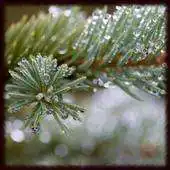 Free play online Morning Dew Wallpapers - Free APK