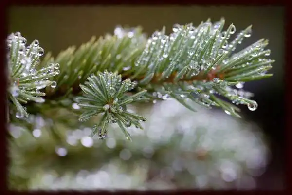 Play Morning Dew Wallpapers - Free Play Morning Dew Wallpapers - Free