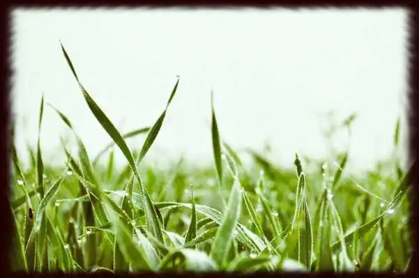 Play Morning Dew Wallpapers - Free Play Morning Dew Wallpapers - Free