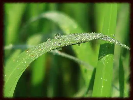 Play Morning Dew Wallpapers - Free Play Morning Dew Wallpapers - Free