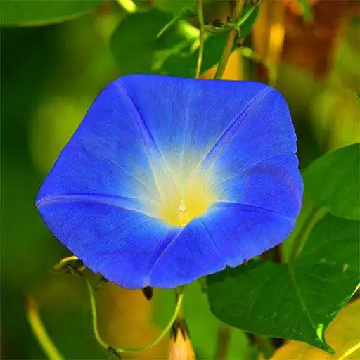 Play Morning Glory: HD Flower Wallpapers & Backgrounds APK Play Morning Glory: HD Flower Wallpapers & Backgrounds APK