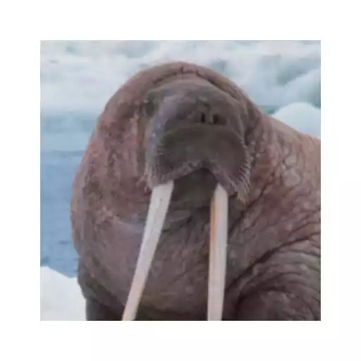 Free play online Morse Code Reader APK