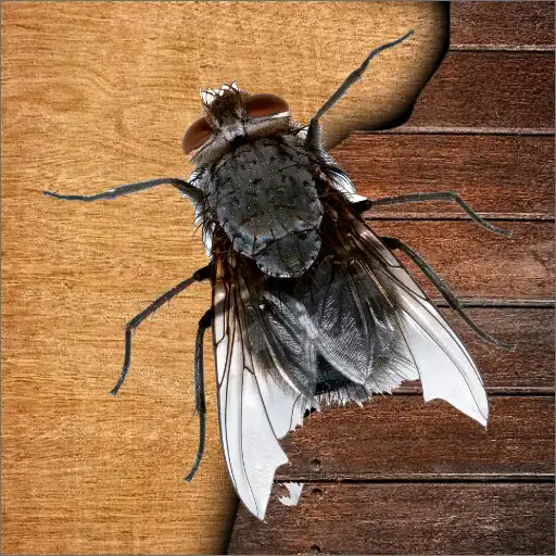 Play Mosca aplasta kill bugs games APK Play Mosca aplasta kill bugs games APK